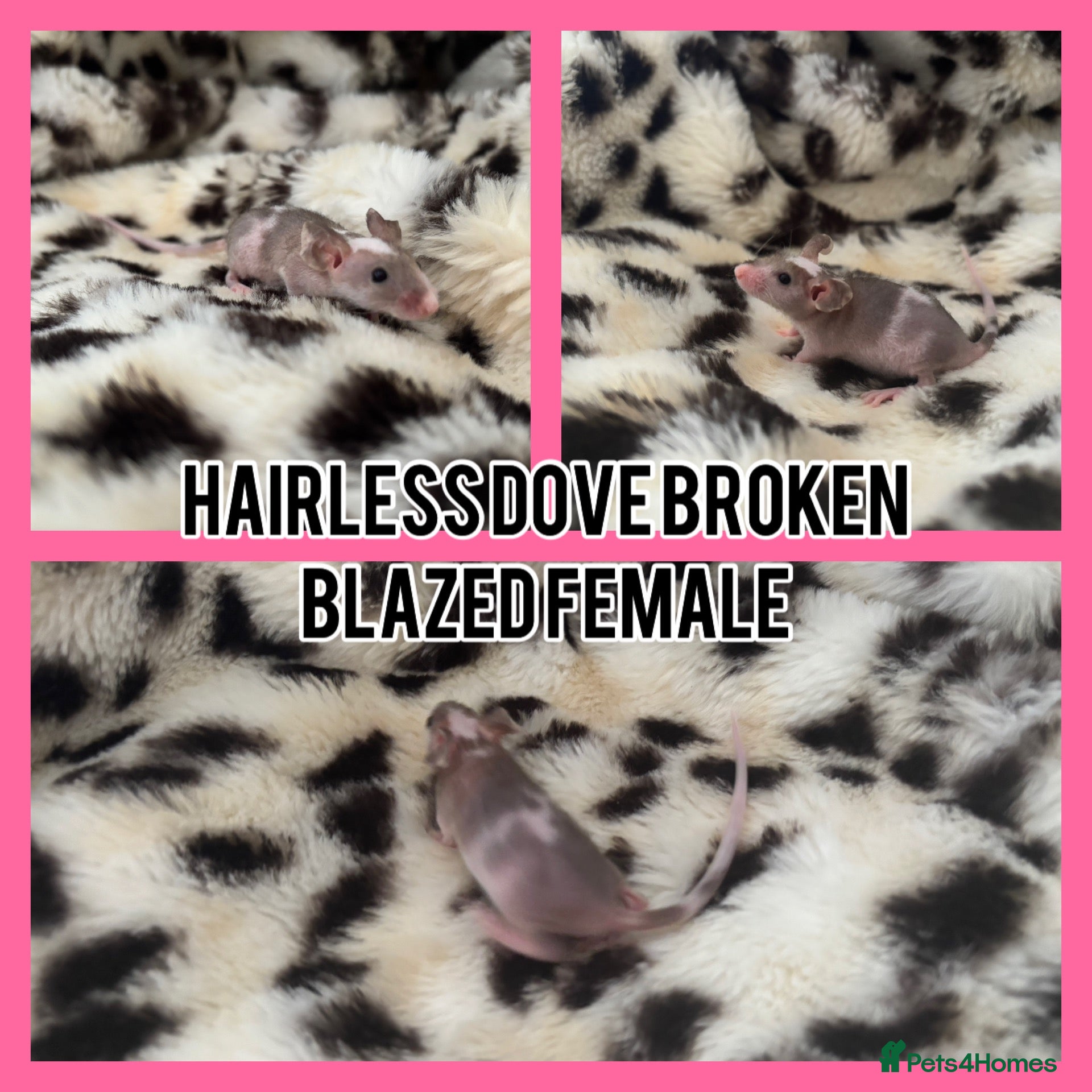 Mouse rodents Fancy mice ready now  - Advert 14
