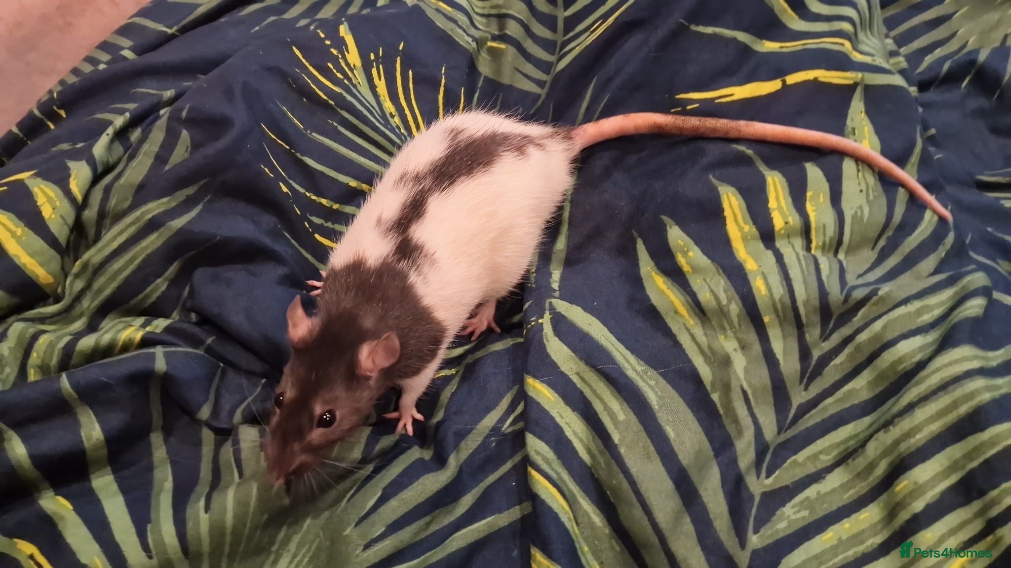Rat rodents Femalle rat - Advert 1