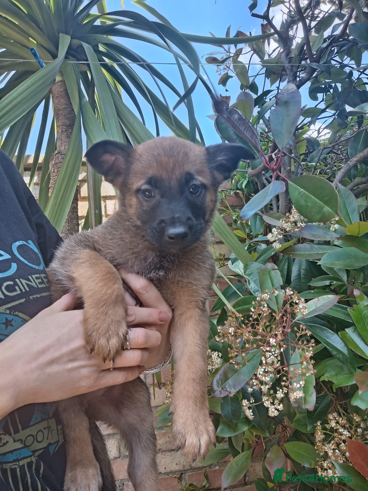 Belgian Shepherd Dog Puppy 9