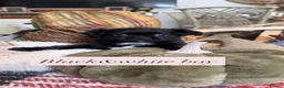 Chihuahua dogs for sale: Long Coat Russian bloodline Chihuahua - Advert 9