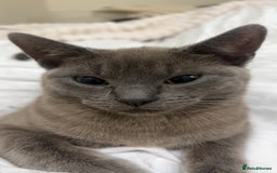 British Shorthair cats for sale: British short hair female cat - Image 4