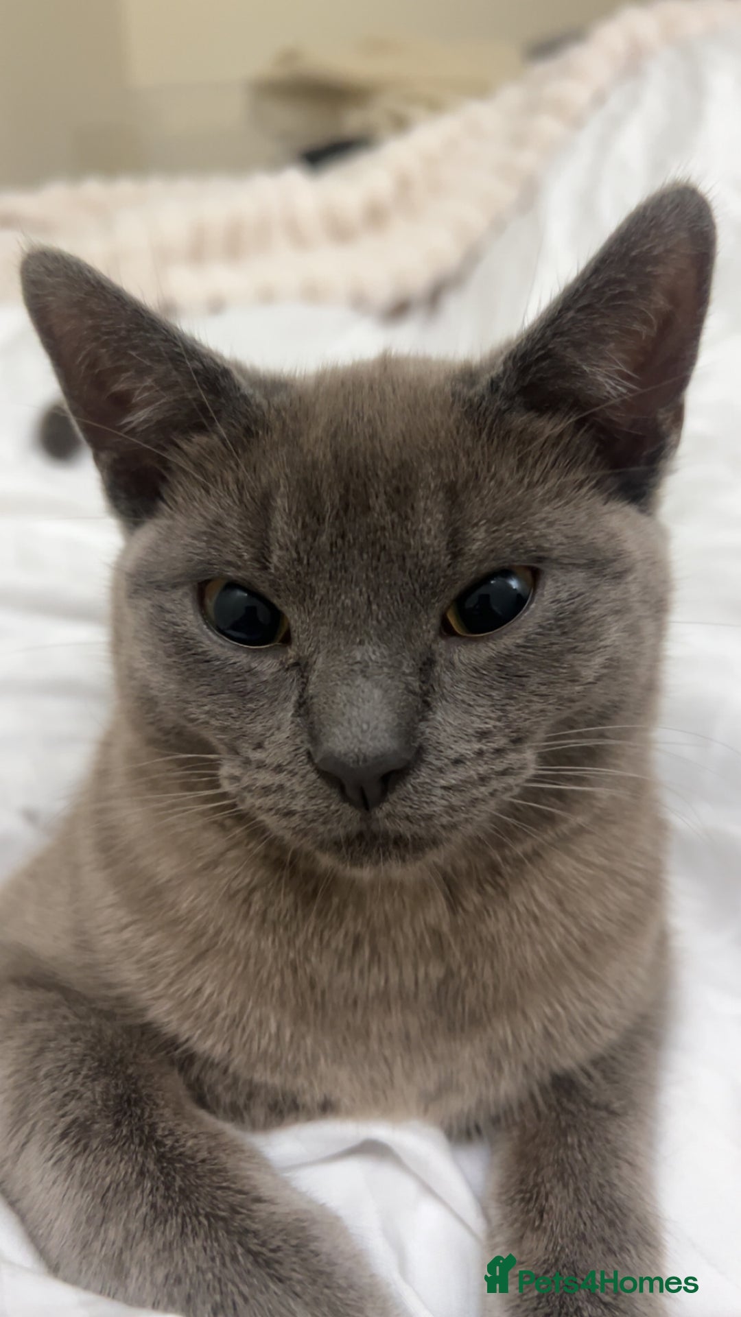 British Shorthair cats for sale: British short hair female cat - Image 4