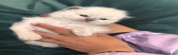 Ragdoll cats for sale: Ragdoll kittens - Advert 8