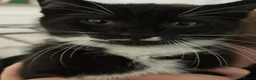 Domestic Shorthair cats for sale: Little tuxedo kittens🐈‍⬛🤍 - Advert 8