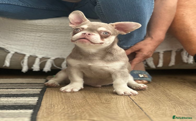 French Bulldog dogs - Advert 1