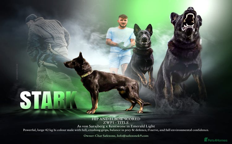 German Shepherd dogs - Advert 7