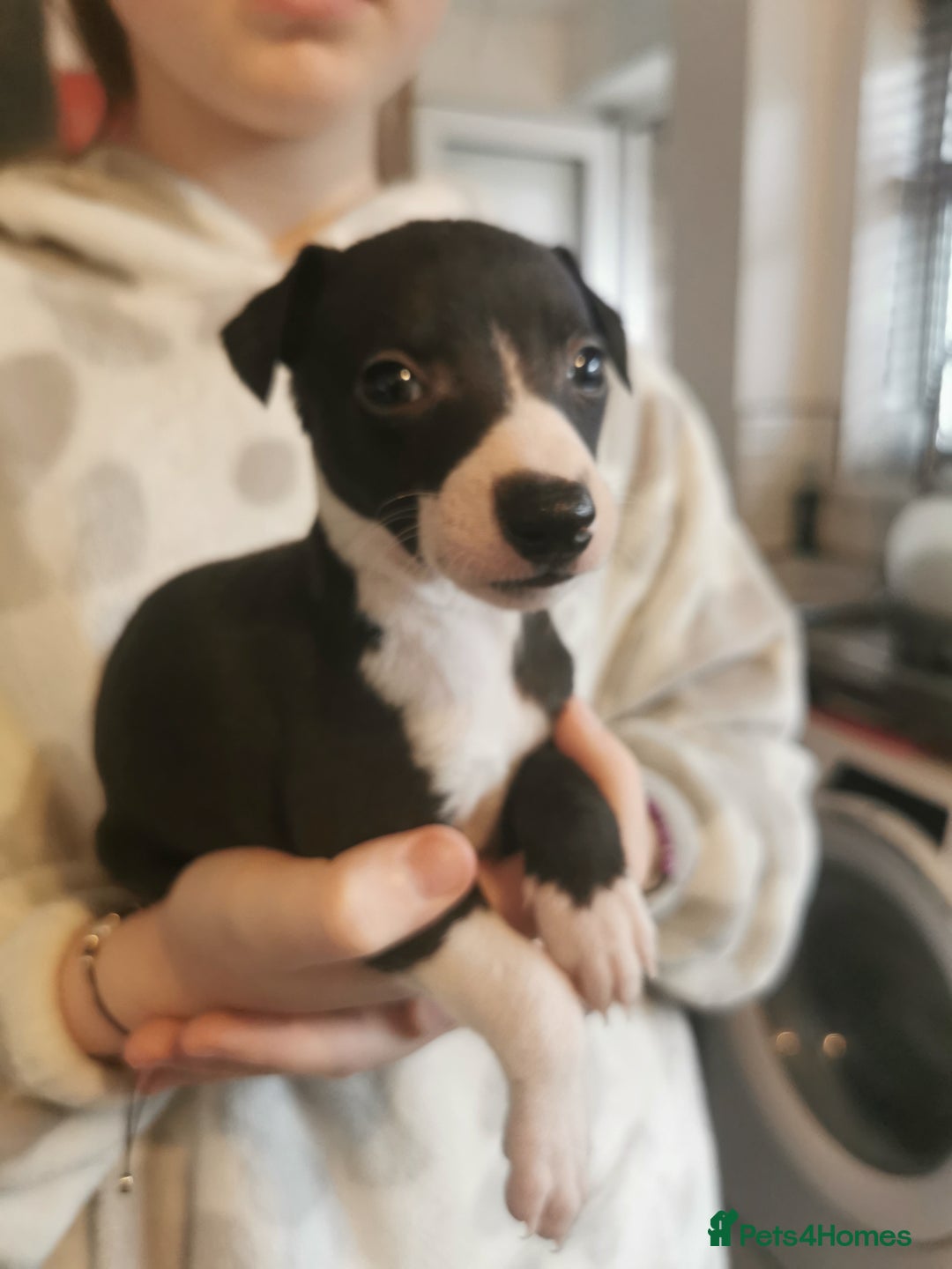 Whippet dogs for sale: Petite whippet puppies  - Image 7