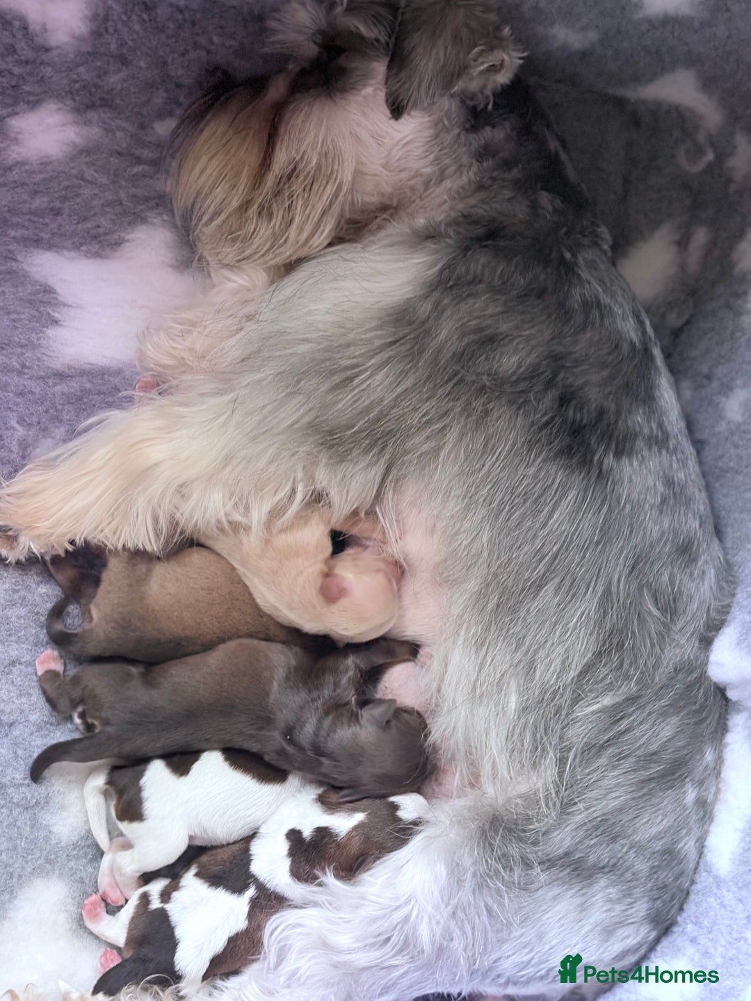 Miniature Schnauzer dogs for sale: KC BVA H/T Wheaten, Chocolate Parti Mini Schnauzer in Castleford - Advert 3