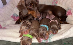 Miniature Dachshund dogs for sale: Miniature dachshund pups for sale 2 boys 1 girl  - Image 2