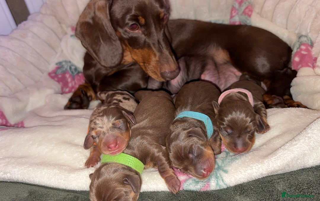 Miniature Dachshund dogs for sale: Miniature dachshund pups for sale 2 boys 1 girl  - Image 2