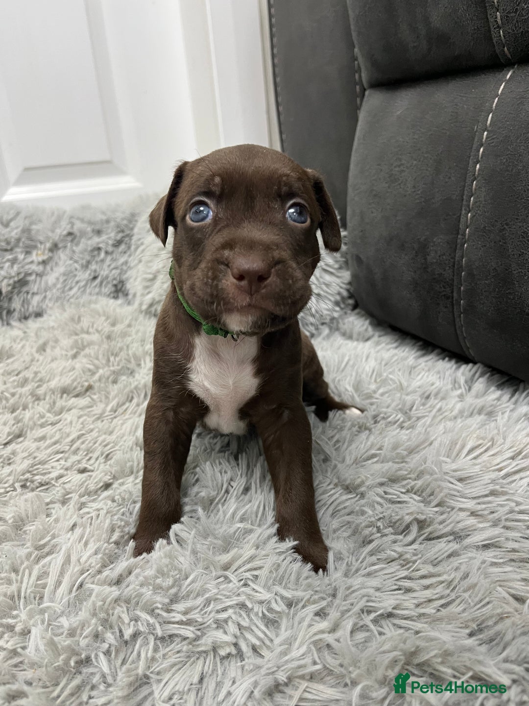 American Bull Staffy dogs for sale: Staffy Bull Puppies - Advert 25