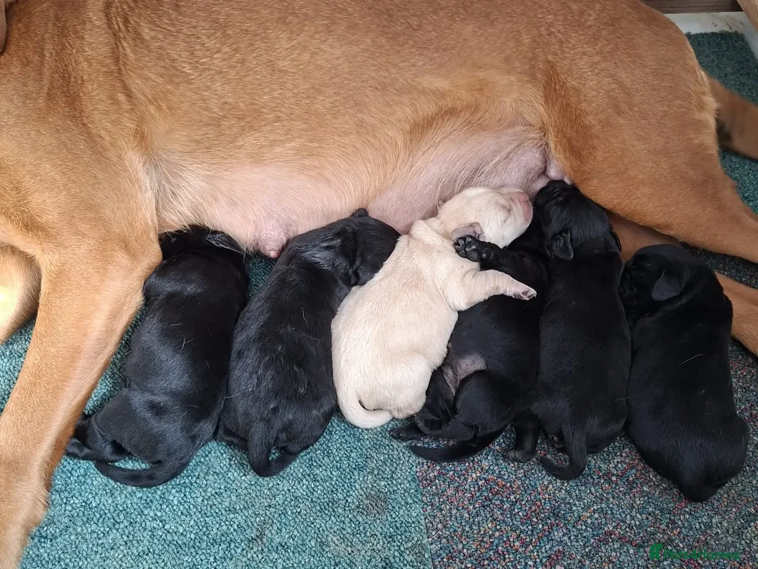Labrador Retriever dogs for sale: Labrador Retriever Puppies - Advert 2