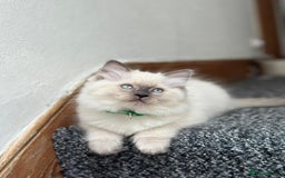 Ragdoll cats for sale: 🐾 Beautiful Blue Point Ragdoll Kittens 🐾 - Image 6