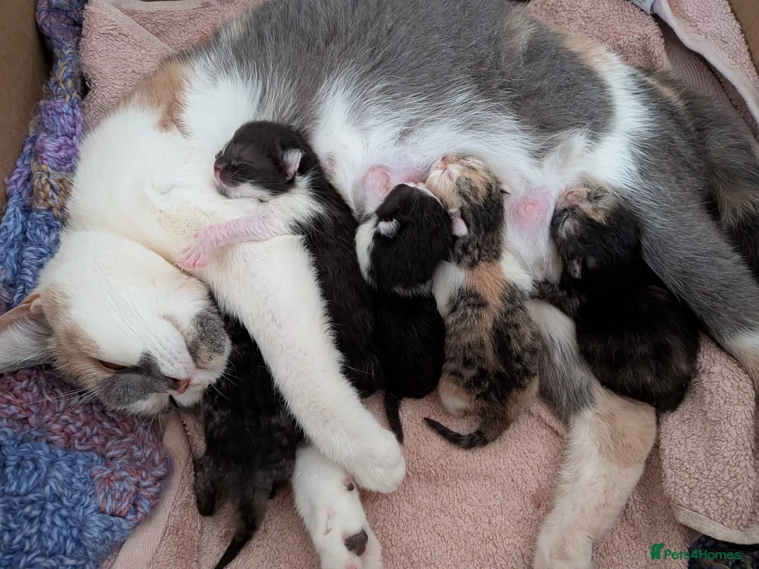 Mixed Breed cats for sale: Kittens for sale in Caernarfon - Advert 1