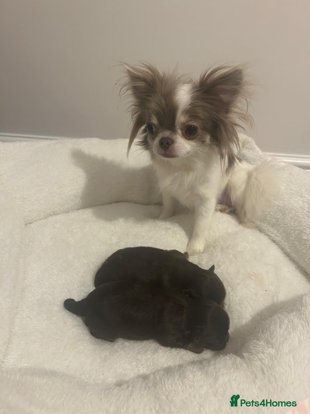 Chihuahua dogs  Tiny  Chihuahuas - Advert 10