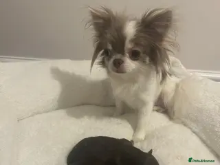 Chihuahua dogs Tiny Chihuahuas - Advert 10