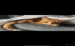 Mixed Breed cats for sale: Free for adoption  - Image 2