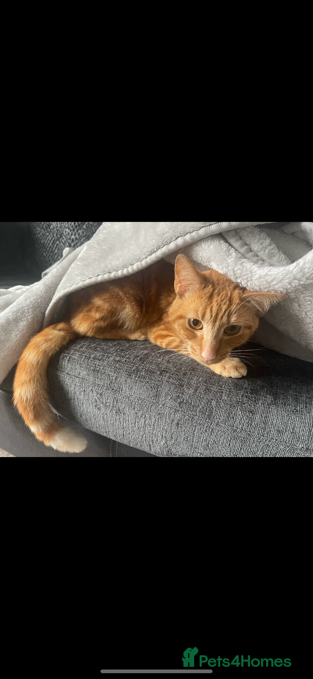 Mixed Breed cats for sale: Free for adoption  - Image 2