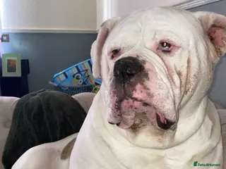 American Bulldog dogs 5 year old male American bulldog - Advert 1