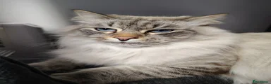 Siberian 1