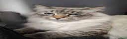 Siberian cats for sale: SmartBoy for sale  - Advert 1