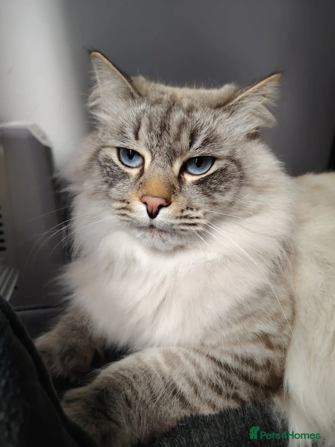 Siberian cats for sale: SmartBoy for sale  - Advert 1