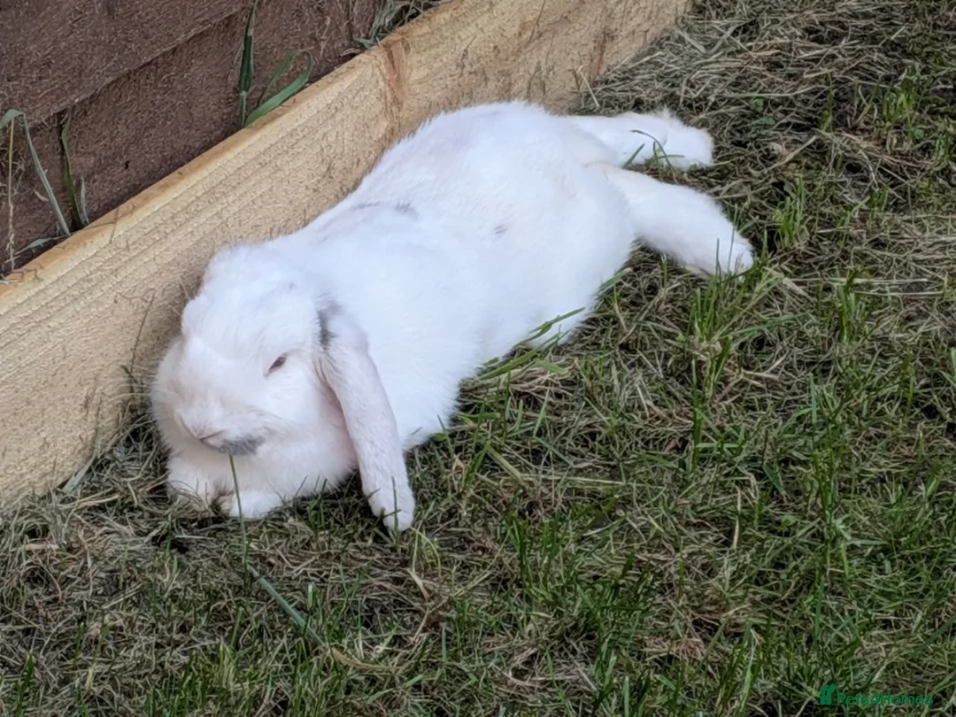 French Lop rabbits for sale: 1 year old male rabbit for sale - Advert 2