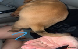 Dogue De Bordeaux dogs for sale: Dogue de bordeaux - Advert 15