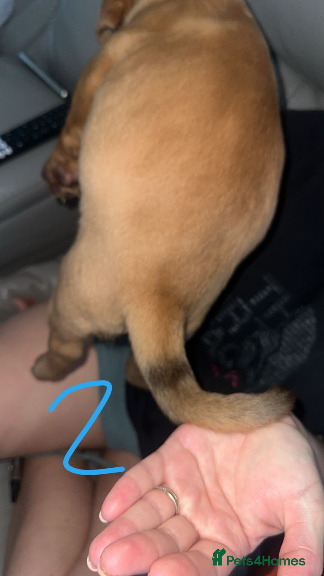 Dogue De Bordeaux dogs for sale: Dogue de bordeaux - Advert 15