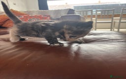 Maine Coon cats for sale: Half main coon kittens  - Image 28