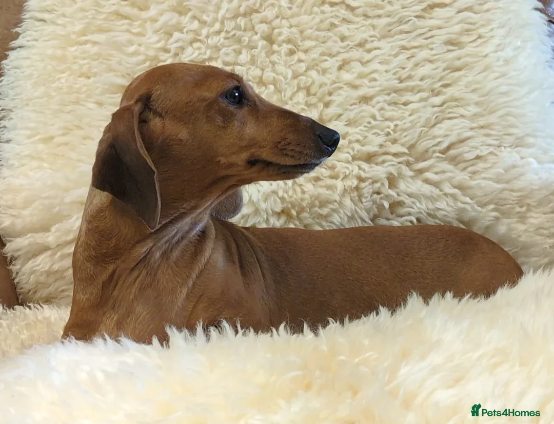 Miniature Dachshund dogs for sale: Beautiful Miniature Dachshund Puppies  - Advert 19