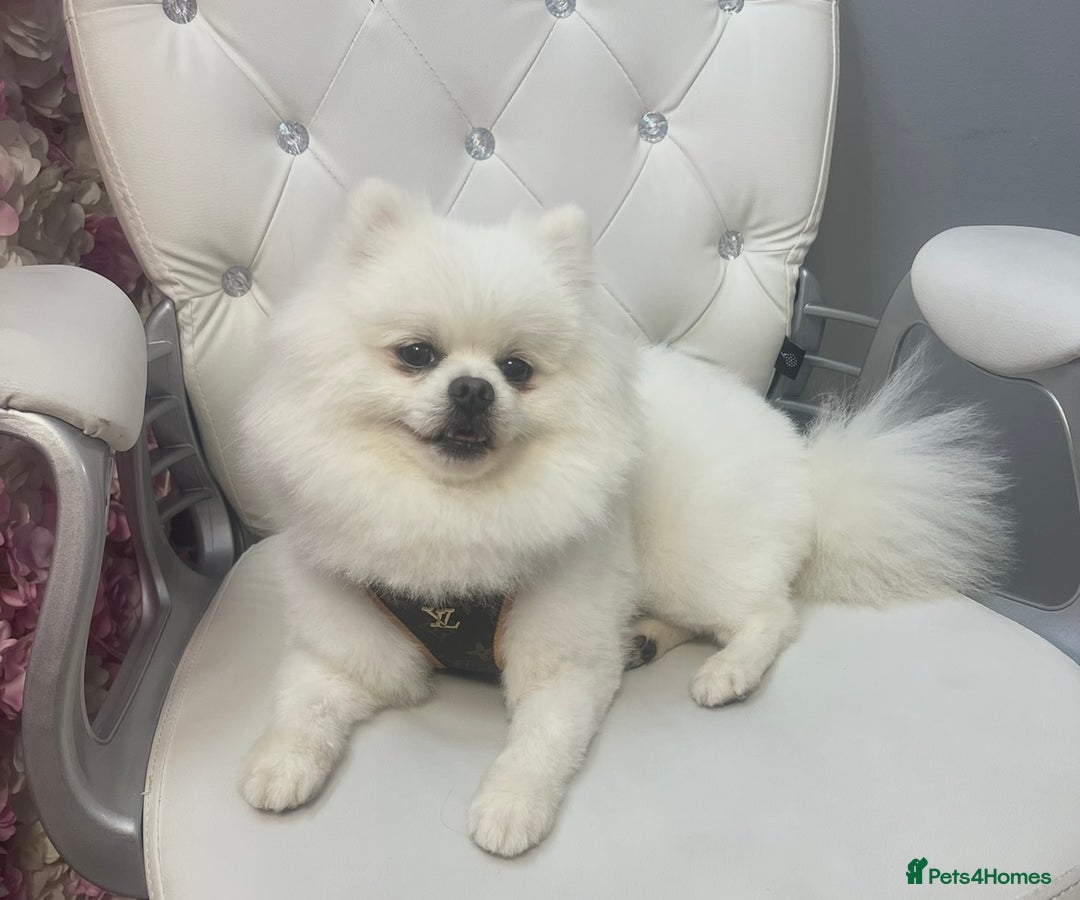 Pomeranian dogs for stud: Boy Pomeranian For Stud - Advert 3