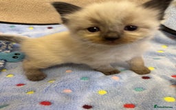 Ragdoll cats for sale: Our little snow babies ragdoll kittens  - Image 15