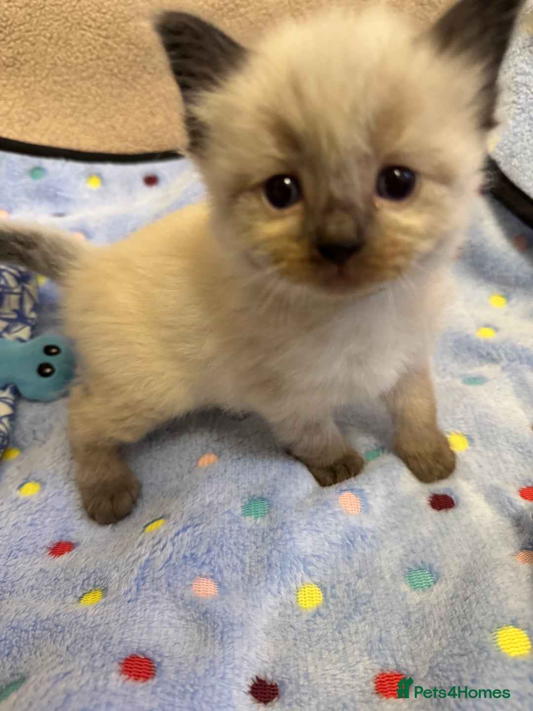 Ragdoll cats for sale: Our little snow babies ragdoll kittens  - Image 15