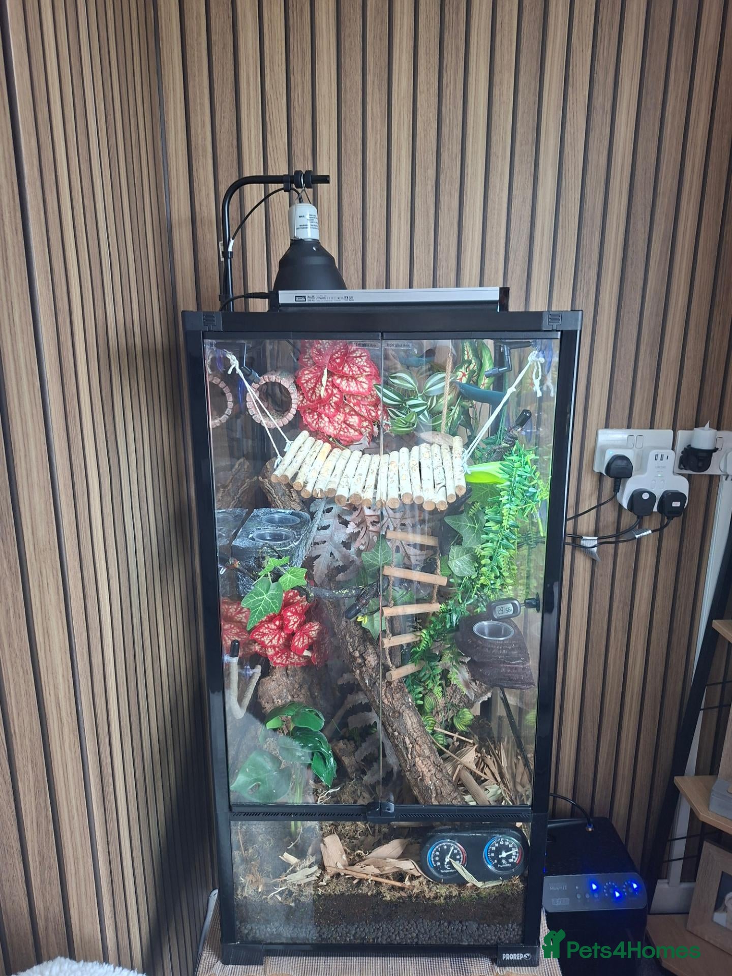 Gecko reptiles Crested gecko male  - Advert 1
