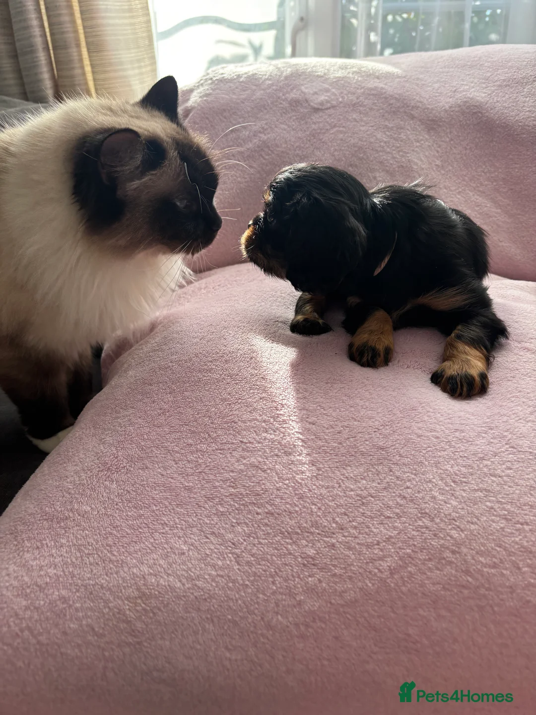 Cavalier King Charles Spaniel dogs for sale: Gorgeous KC Puppies Available  - Advert 27