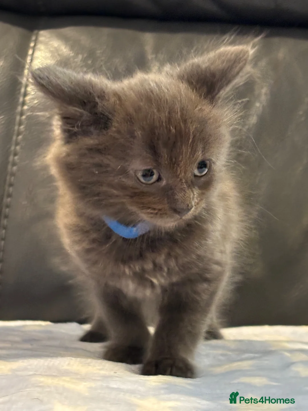 Nebelung cats for sale: Nebulung kittens - Advert 2
