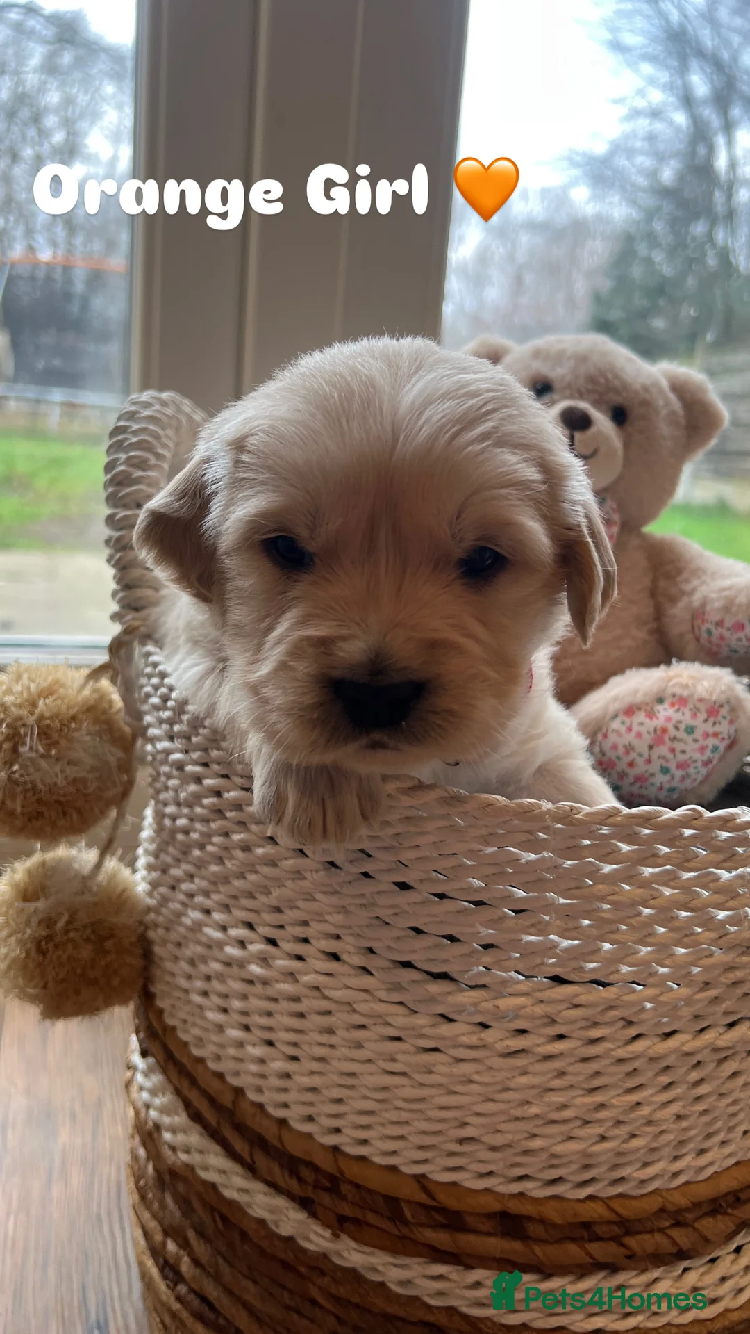 Golden Retriever dogs for sale: 🌟Golden Retriever Puppies | KC & Family Raised 🌟 - Advert 7