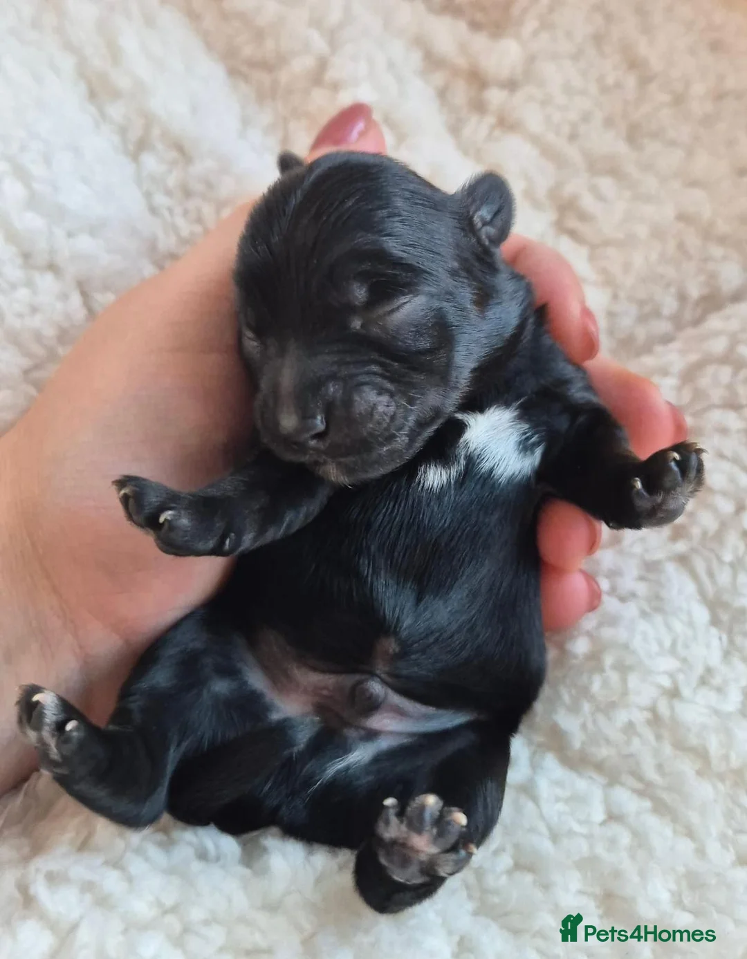 Yorkshire Terrier dogs for sale: Gorgeous Lilliputian Yorkies available  - Advert 37