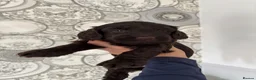 Cockapoo dogs for sale: 🐾💕7 GORGEOUS COCKAPOOS GIRLS 💕🐾 in Littlehampton - Advert 7