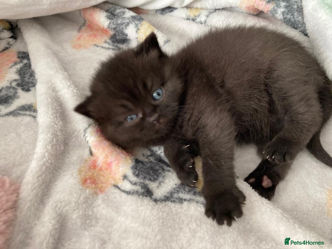 British Shorthair cats for sale: My Gorgeous kittens 😻looking for new home❤️ - Advert 10