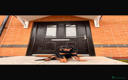 Mixed Breed dogs for sale: Golden retriever X huntaway - Image 2