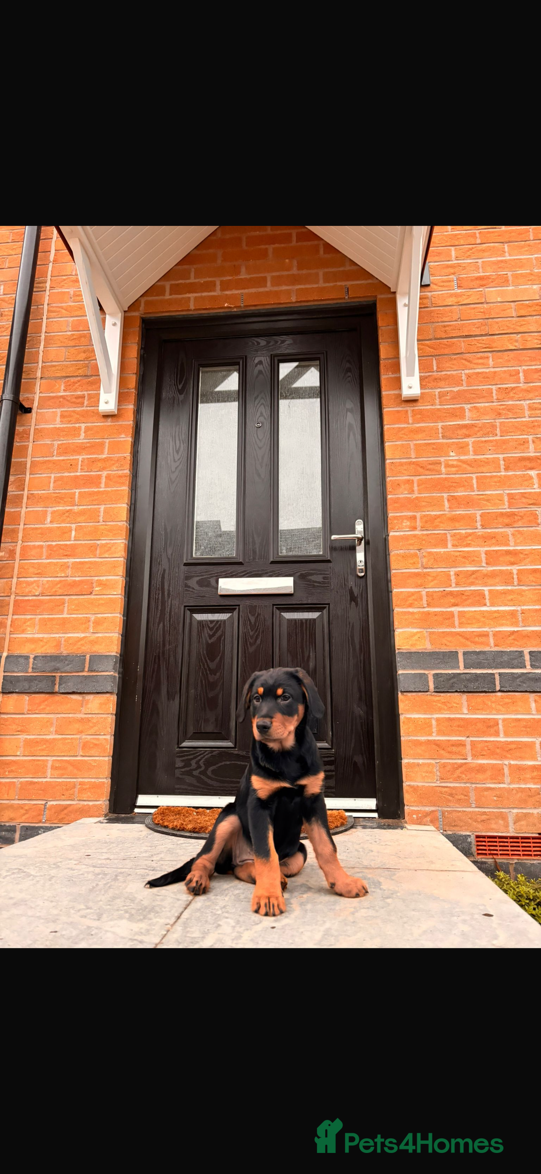 Mixed Breed dogs for sale: Golden retriever X huntaway - Image 2