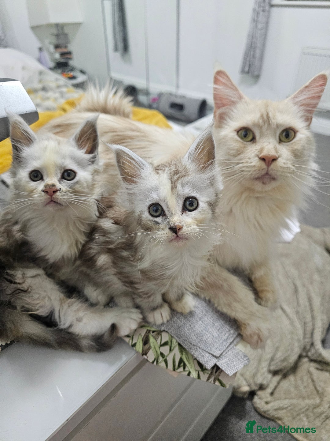 Maine Coon cats for sale: 3 female Maincoon kittens - ready to leave now - Advert 8