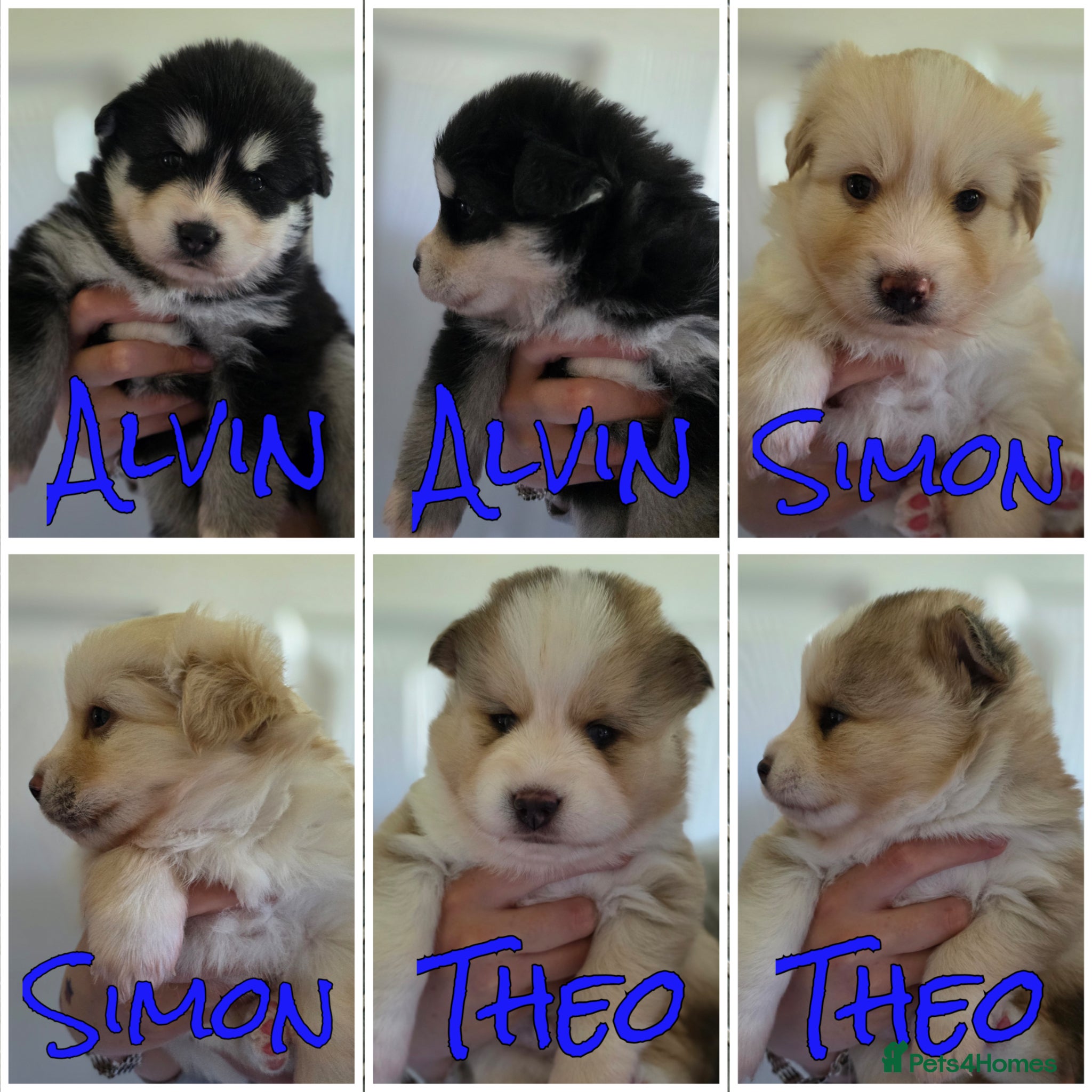 Pomsky dogs Gorgeous Heavenly Pomskies  - Advert 12