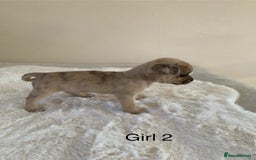 Mixed Breed dogs for sale: Chug puppies  - Image 6