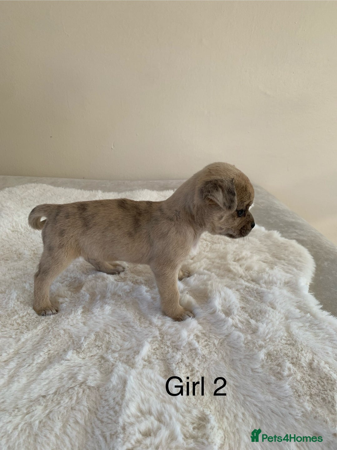 Mixed Breed dogs for sale: Chug puppies  - Image 6