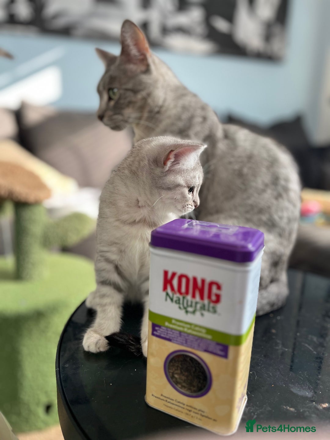 British Shorthair cats for sale: Beautiful British Shorthair Kittens... - Image 11