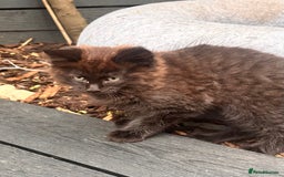 Ragdoll cats for sale: 🐈‍⬛ Beautiful majestic black kittens 🐈‍⬛ - Image 9