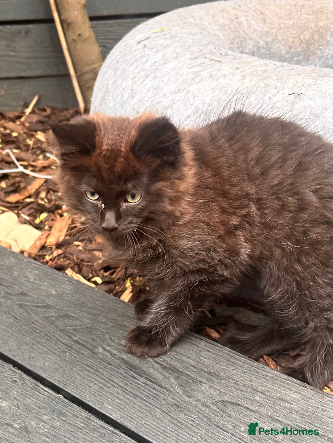 Ragdoll cats for sale: 🐈‍⬛ Beautiful majestic black kittens 🐈‍⬛ - Image 9